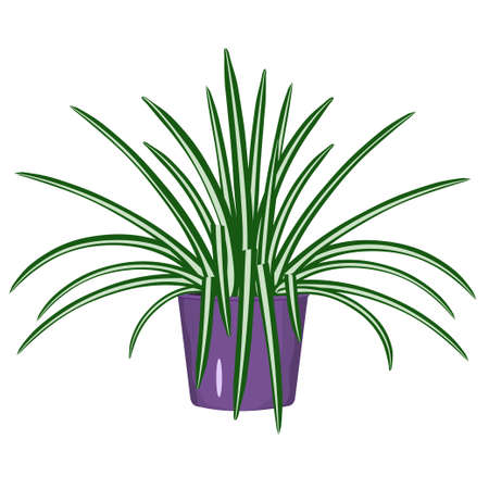 Chlorophytum. Indoor plant in a pot isolated vector image on white background. Potted chlorophytum colored icon in flat style.のイラスト素材