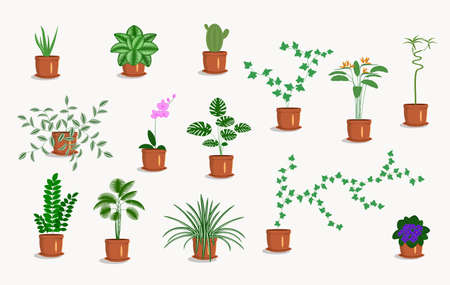 Indoor flower in a pot set. Isolated vector image of houseplants on a white background. Clipart.のイラスト素材