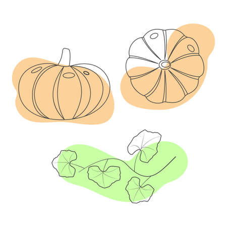 Contour pumpkin. Vector linear image on a white background.のイラスト素材