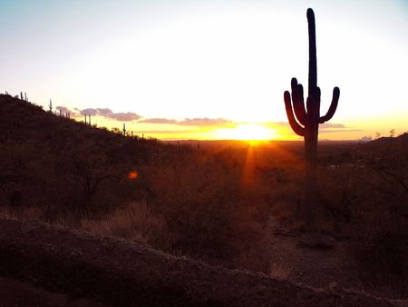 Taken from Redington's Pass on the northeast of Tucson, Arizona.The saguaro silhouetted by the setting sun.の写真素材