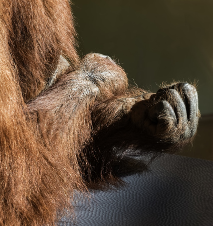 Orangutan clenching fist.の写真素材