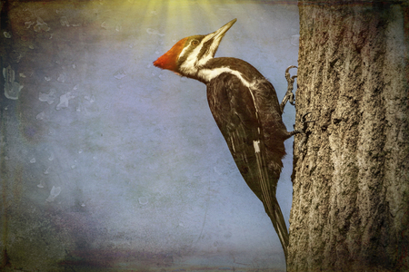 Abstract of pileated woodpecker.の写真素材