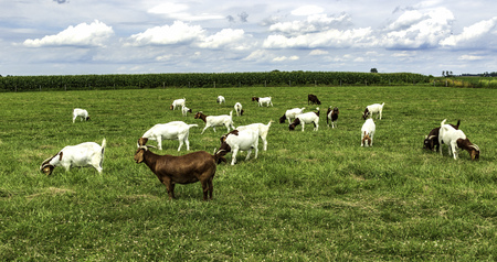 A herd of boer goats grazing.の写真素材