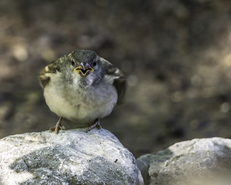 Female House Sparrow