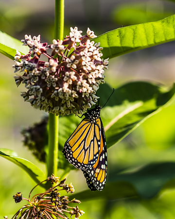 Monarch on Milkweedの写真素材