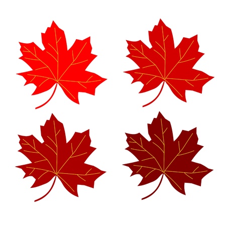 series maple leaf redのイラスト素材