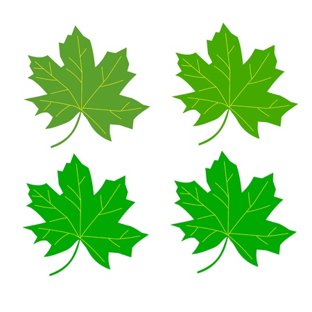 series maple leaf greenのイラスト素材