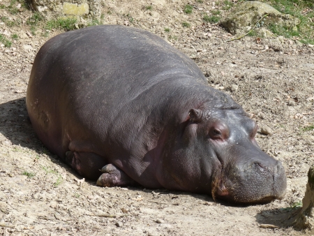 a hippo sleeping, skin detailの写真素材