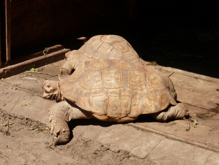 a big turtle sleeping in the shelterの写真素材
