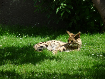 The serval - Leptailurus serval - lying and resting on the grass