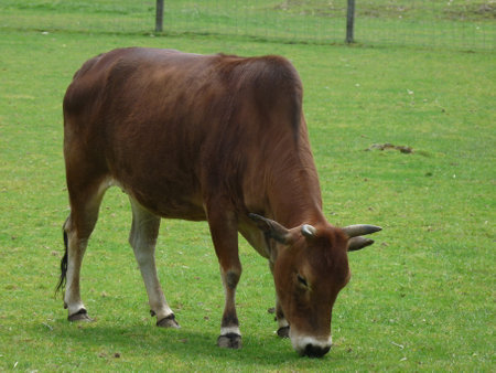 a beautiful brown cow eating grass in a fenced meadowの写真素材