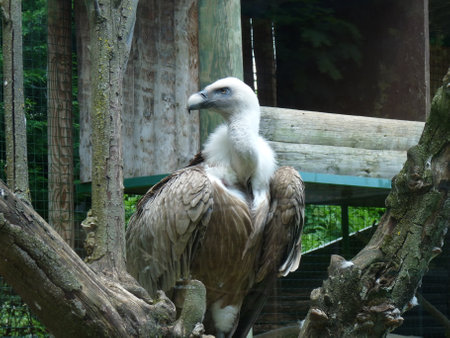 tawny vulture - gyps fulvus - standing on its branch in a zoological parkの写真素材