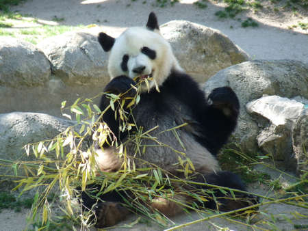 A cute adult giant panda eating bamboo sitting on rocks - photoの写真素材
