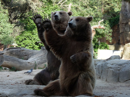Two brown bears retired from the circus sitting on the rocks - photoの写真素材