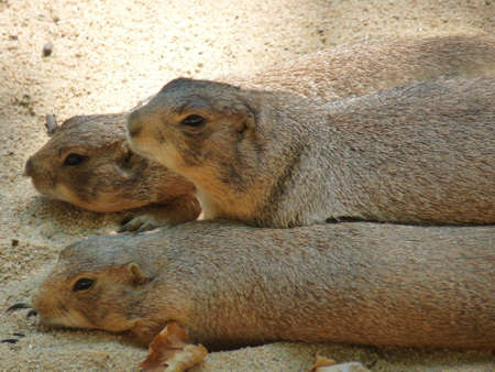 Three prairie dogs in profile and lying on their bellies in the sand - photoの写真素材