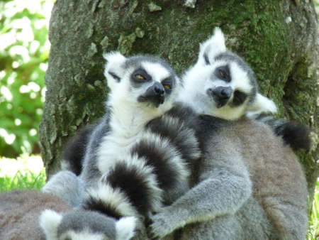 A family of lemurs resting in the grass under a tree - photo