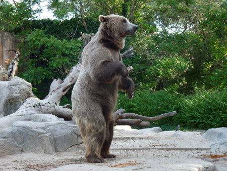 A brown bear standing and walking in its enclosure with the forest around - photoの写真素材