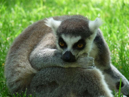 A close-up of a lemur resting in the green grass - photoの写真素材