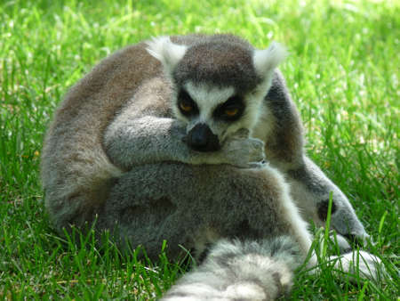 A close-up of a lemur resting in the green grass - photoの写真素材