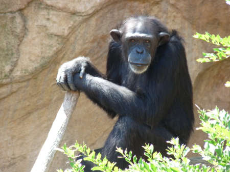 A chimpanzee resting near a cliff and a tree with a stick in his hands - photoの写真素材