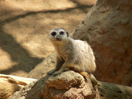 A meerkat in profile and watching for predators near its burrow - photoの写真素材