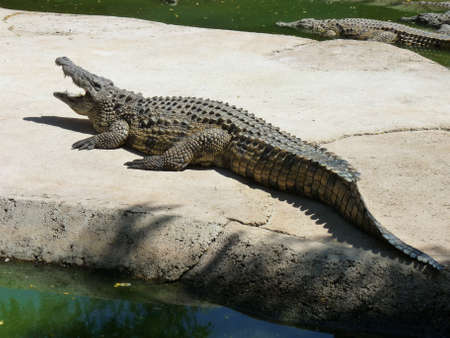 Nile crocodiles swimming and feeding in the water and living on an island - photoの写真素材