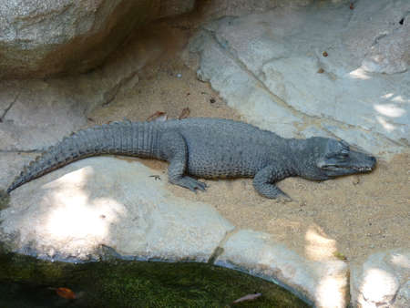 A dwarf crocodile and a broad-fronted crocodile resting on the sand and near the water - photoの写真素材