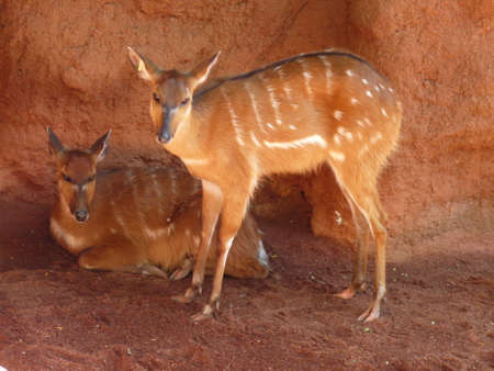 A group of two sitatunga sitting and standing in profile - photoの写真素材