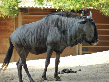 A wildebeest standing on the profile surrounded by vegetation and trees - photoの写真素材