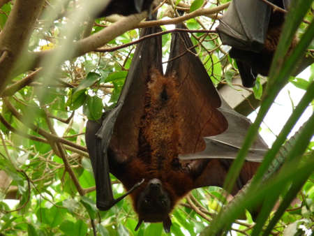 A giant Indian bat hanging in its tree in close-up - photo