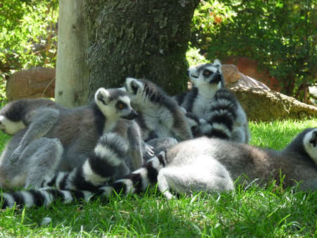 A family of lemurs resting in the grass under a tree - photoの写真素材