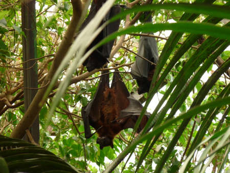A giant Indian bat hanging in its tree in close-up - photoの写真素材