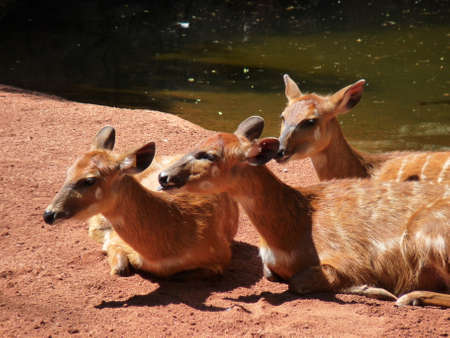 A group of three sitatunga sitting and resting near the river - photoの写真素材