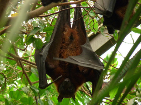 A giant Indian bat hanging in its tree in close-up - photoの写真素材