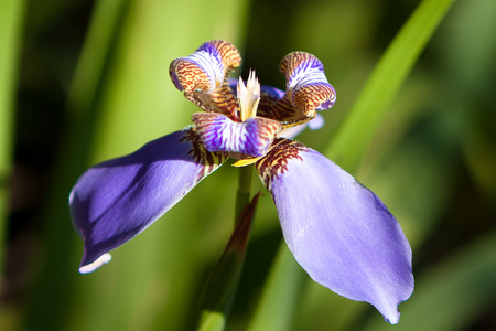 Purple Orchidの写真素材