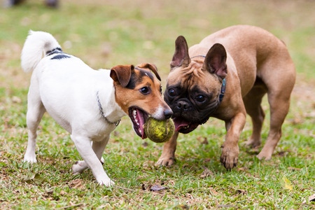 French Bulldog and Jack Russel Terrier playing with a ball