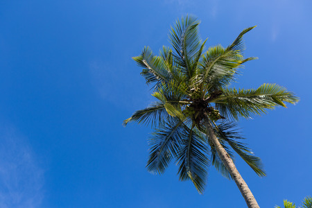 Coconut tree with blue sky in the background