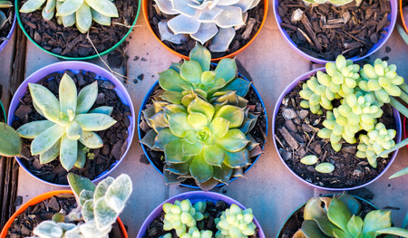 Miniature succulent plants been soldの写真素材