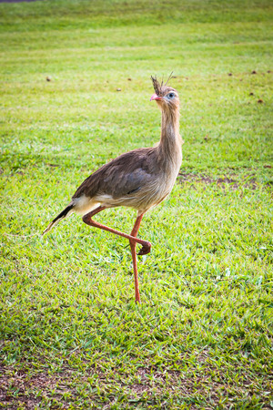 The seriemas have short wings and rarely take flight.の写真素材