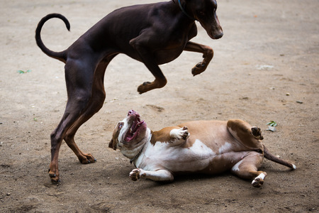 A Pitbull and a Weimaraner playing fight in the parkの写真素材