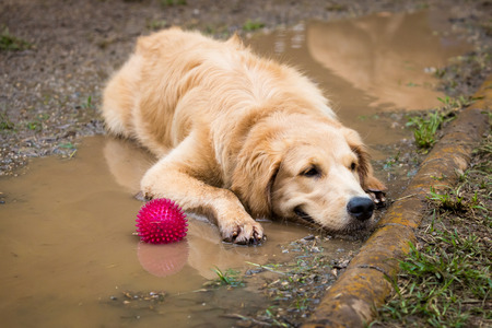 Golden Retriever cooling down in a mud puddle on a hot day.