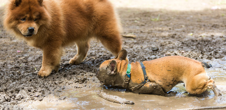 Chow chow looking at a French Bulldog that is sprawled in the mudの写真素材