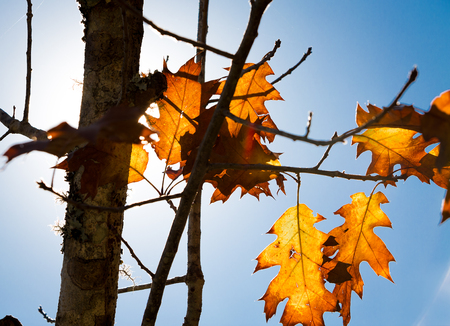 Autumn leaves photographed backlighting