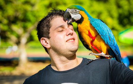 Sao Paulo, Brazil. June 10, 2017. Brazilian man with his pet macaw resting on his shoulder at...