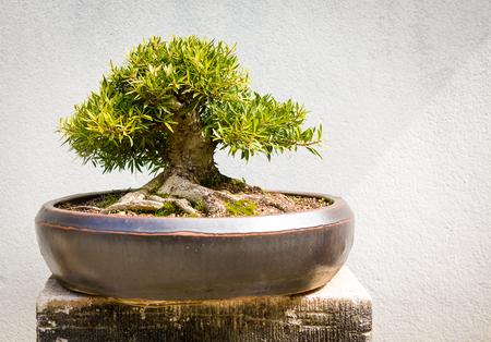 Ficus Bonsaiの写真素材
