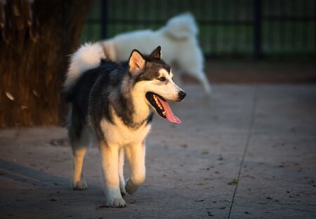 The Siberian Husky  is a medium size working dog breed.