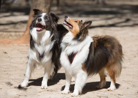 A Border Collie and a Shetland Shepherd walking in a park.の写真素材