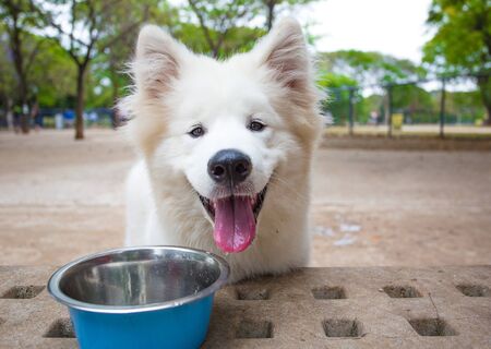 Samoyed puppy drinking water after playing.の写真素材