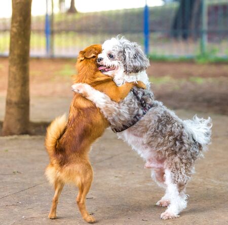 Two dogs hugging each other.