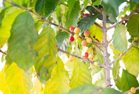 Details of green and ripe Brazilian coffee beans.